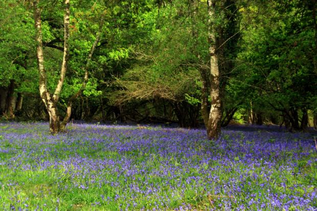 Pilot project tracking changing seasons to reveal climate change effects