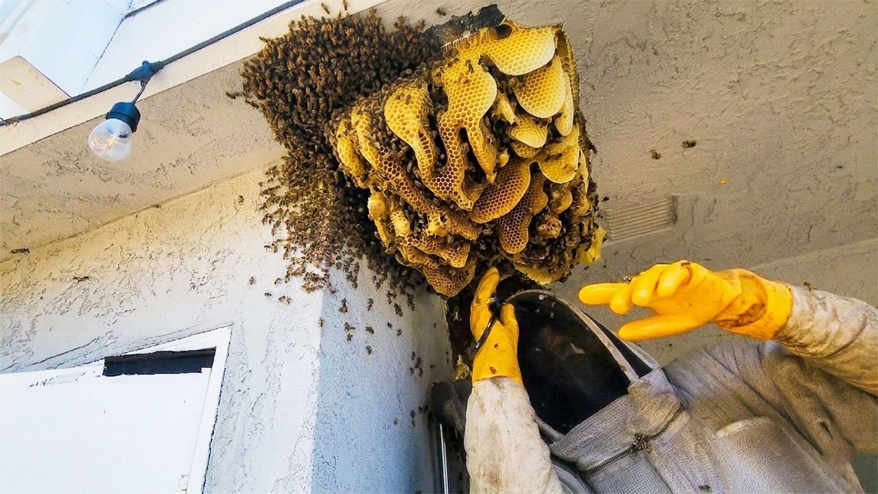 We moved a 100,000-bee colony 🐝
