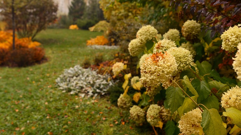 The best way to prep your hydrangeas for winter for stunning blooms ...