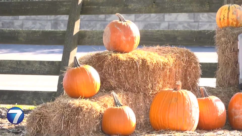 Pumpkin prices climb toward $6.20 amid changing weather patterns
