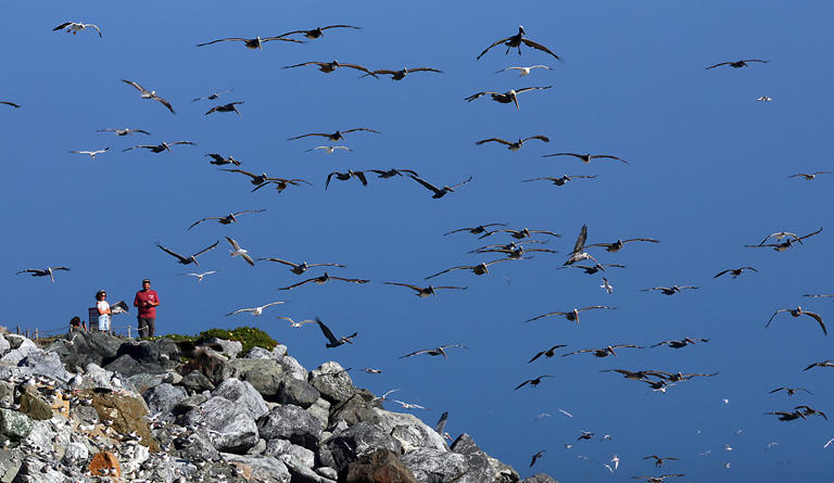 Photos | Monterey Bay hosts feeding frenzy as birds feed on anchovies