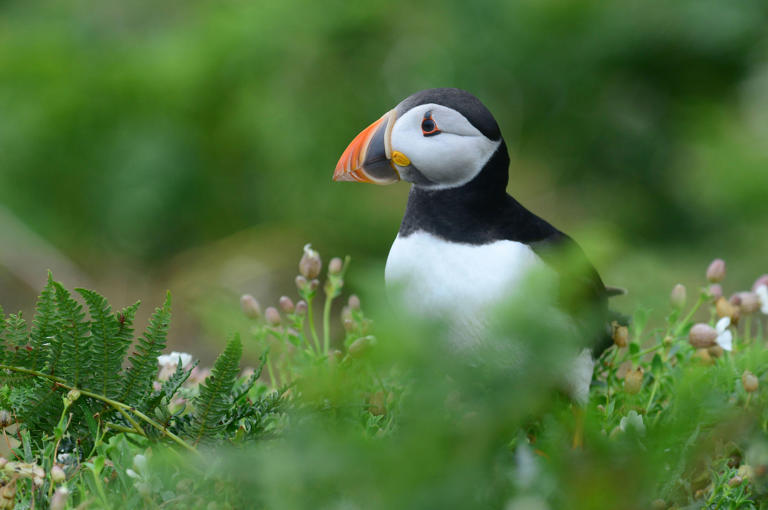 Winston Churchill dropped for wildlife drawings on new bank notes