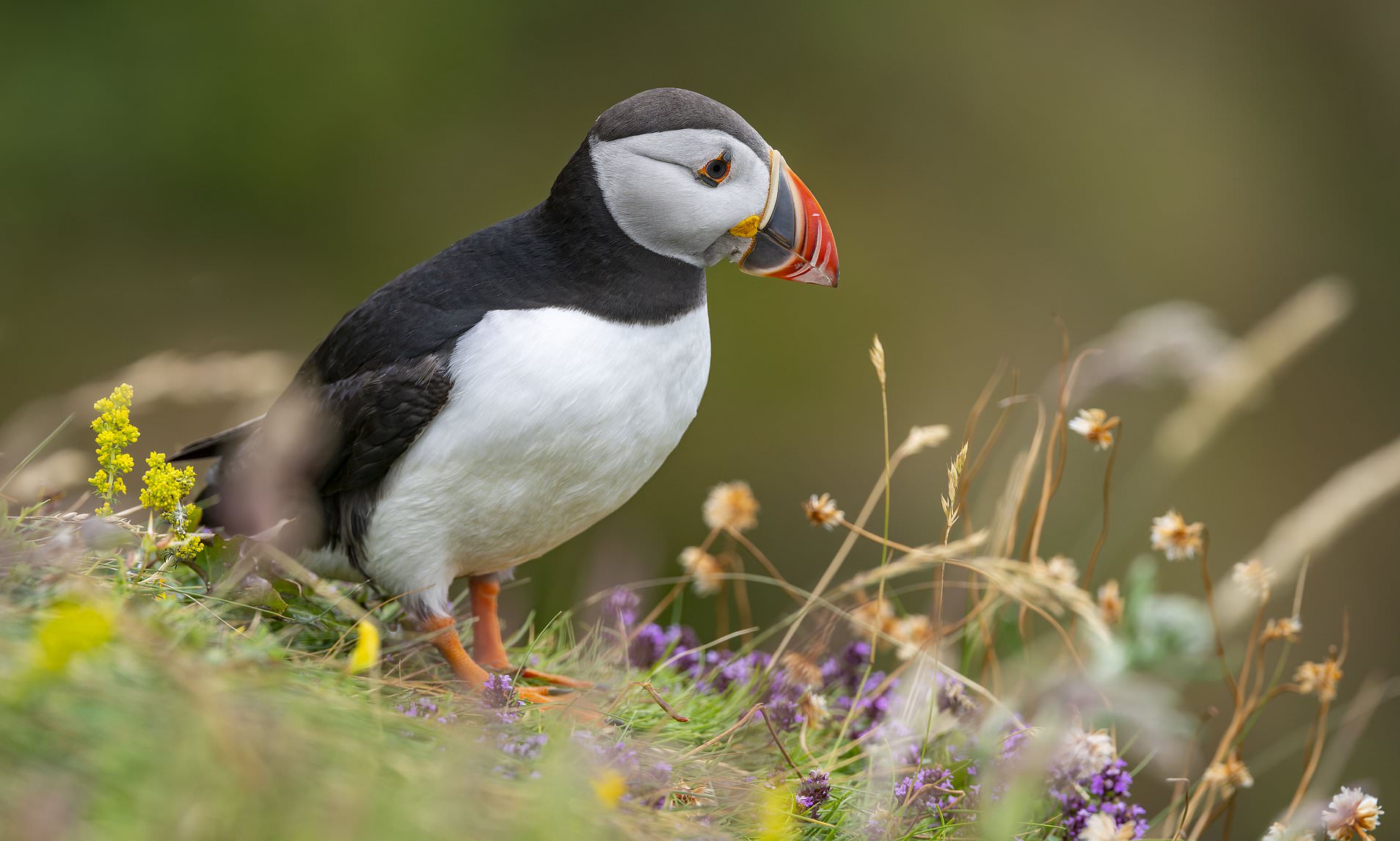 Revealed: The animals chosen to appear on banknotes but why has the ...