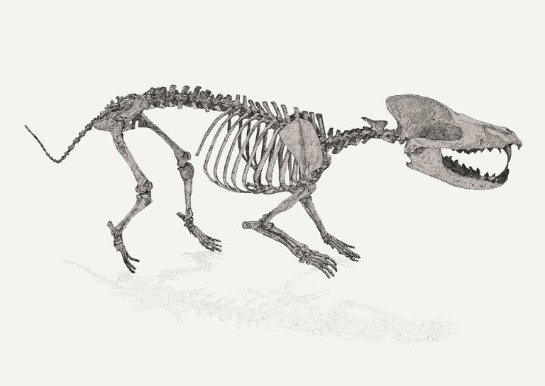 Is it a bear? Is it a dog? No, it’s something in between…