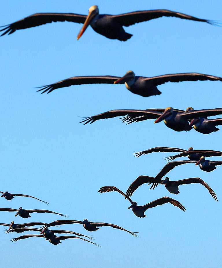 Photos | Monterey Bay hosts feeding frenzy as birds feed on anchovies