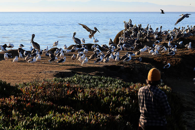 Photos | Monterey Bay hosts feeding frenzy as birds feed on anchovies