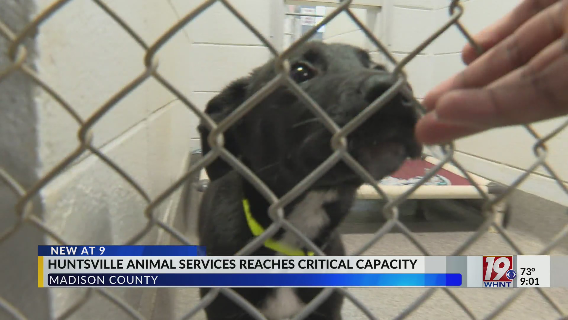 Huntsville Animal Services reaches critical capacity | Oct. 7, 2026 ...