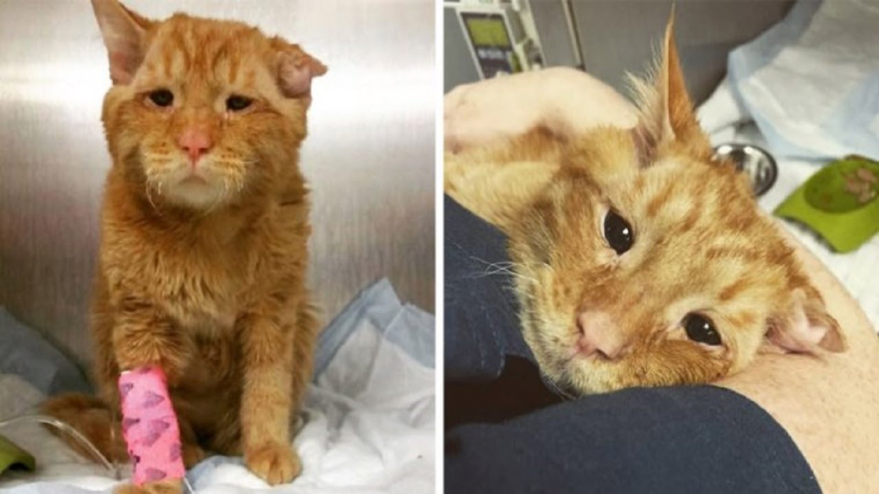 The saddest cat in the world was given a second chance at life