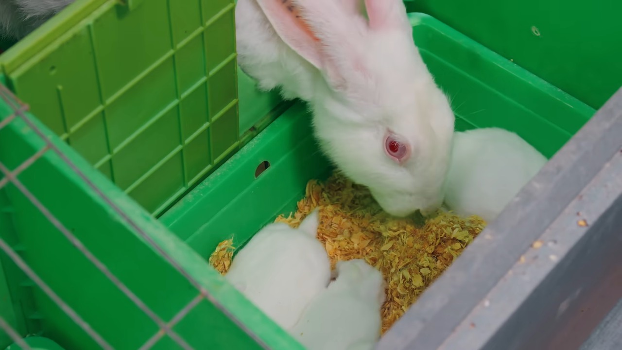 20,000 rabbits in one farm... then he learns where they’re going