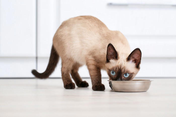 猫の体内では『消化しにくい食べ物』5選 消化不良を起こす理由や表れやすい症状まで