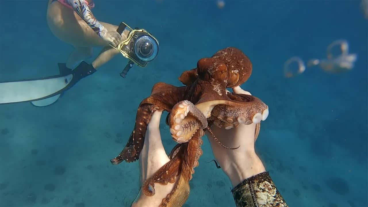 A diver comes face-to-face with a huge octopus on World Octopus Day