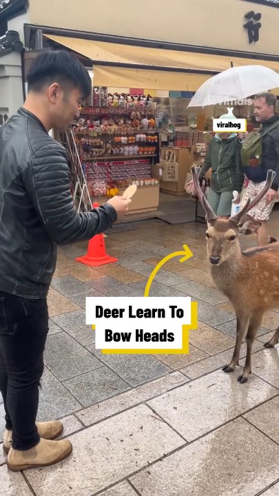 Deer in Japan bow at tourists