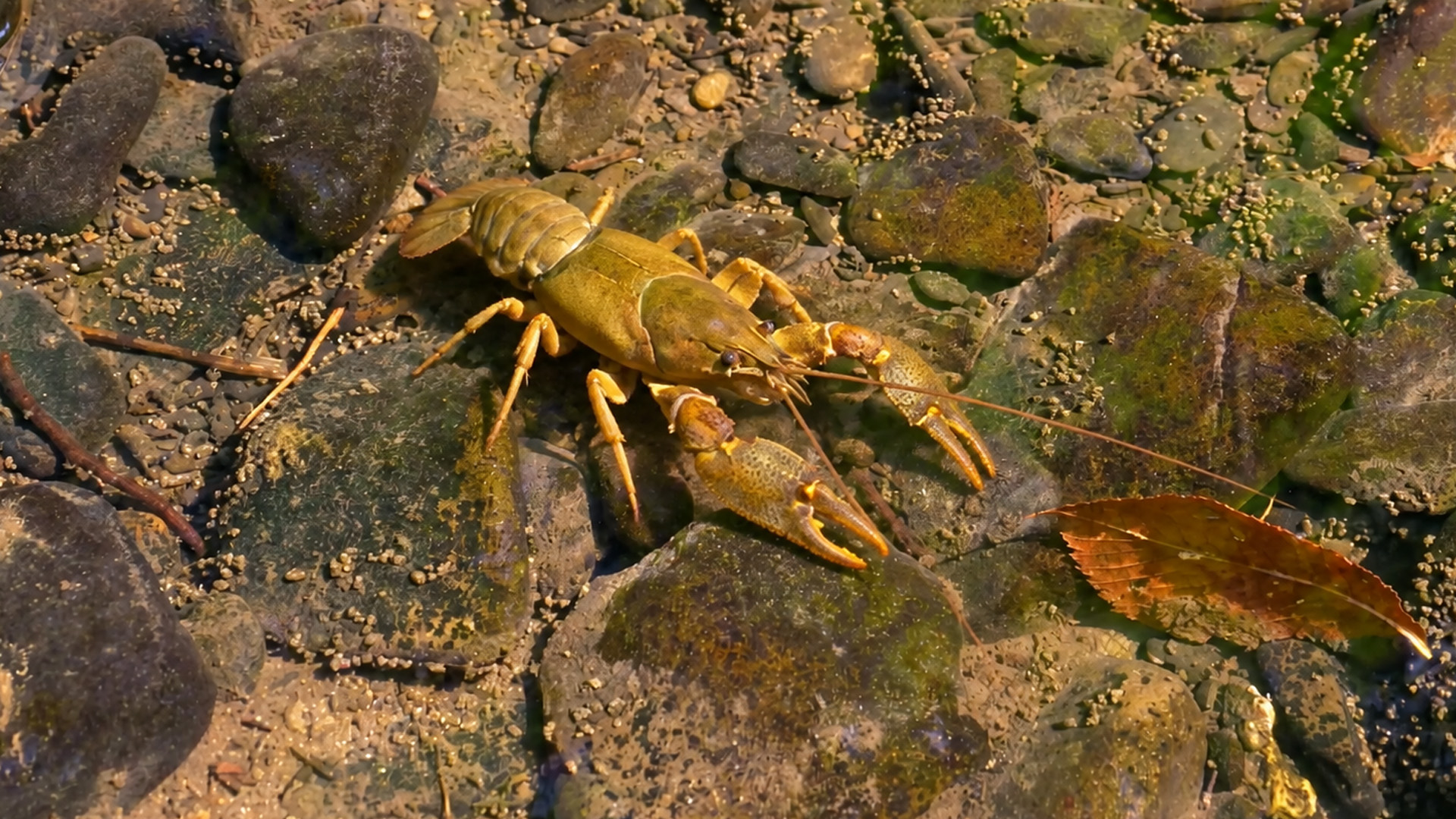 Ce lit de ruisseau rocheux cachait une écrevisse noble presque sous nos ...