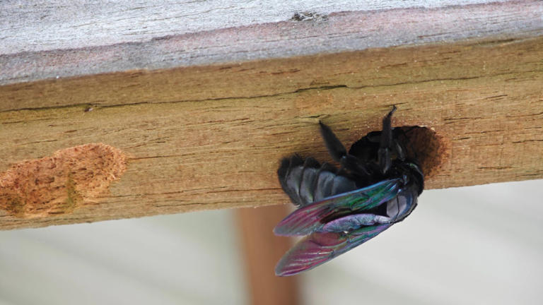 Don't spray WD-40 into carpenter bee holes — here's what actually works