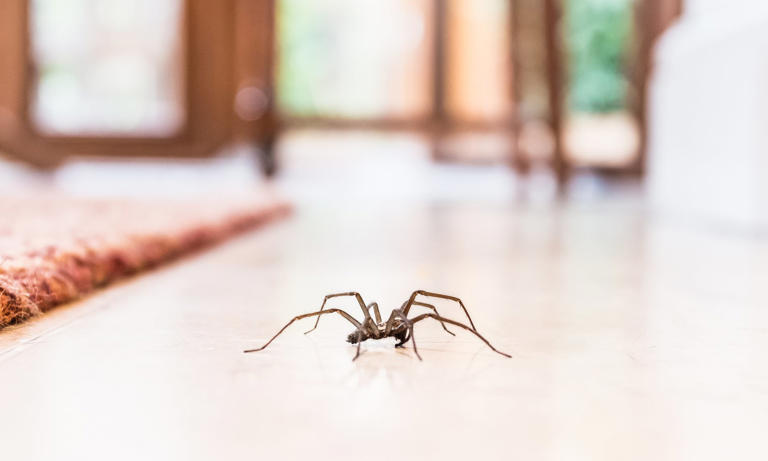 Experts reveal how to keep spiders from moving into your home ...