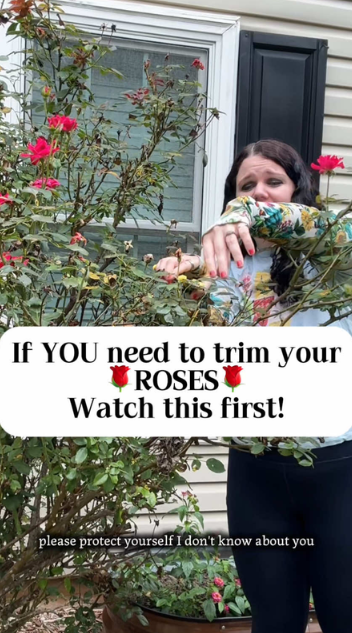 How proper rose pruning helps plants thrive
