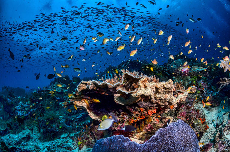 Marine biodiversity drives ocean carbon more than any service: Just ...