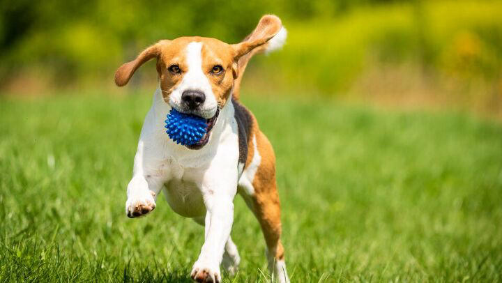 Why your dog won't sleep at night, and how to fix it
