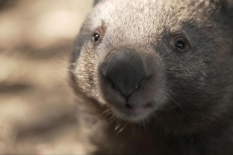 Wombats feared dead after council rabbit cull goes horribly wrong