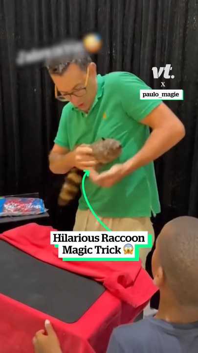 Hilarious raccoon magic trick