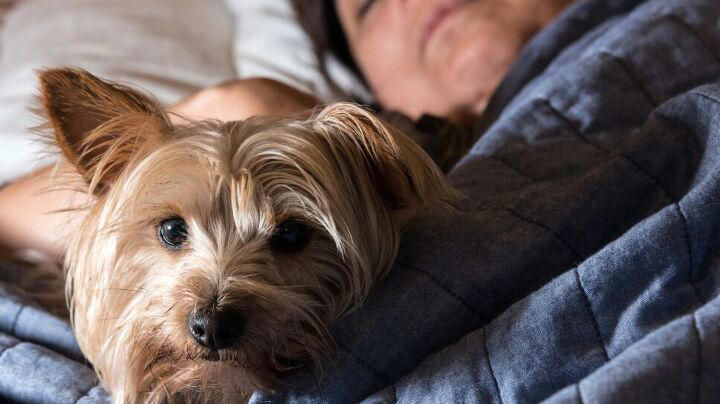 Why your dog won't sleep at night, and how to fix it