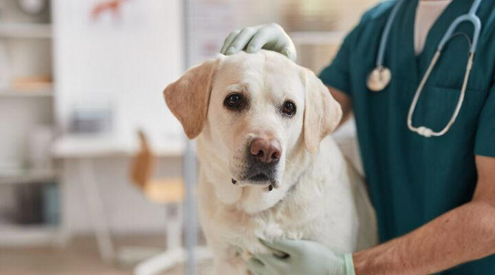 Why your dog won't sleep at night, and how to fix it