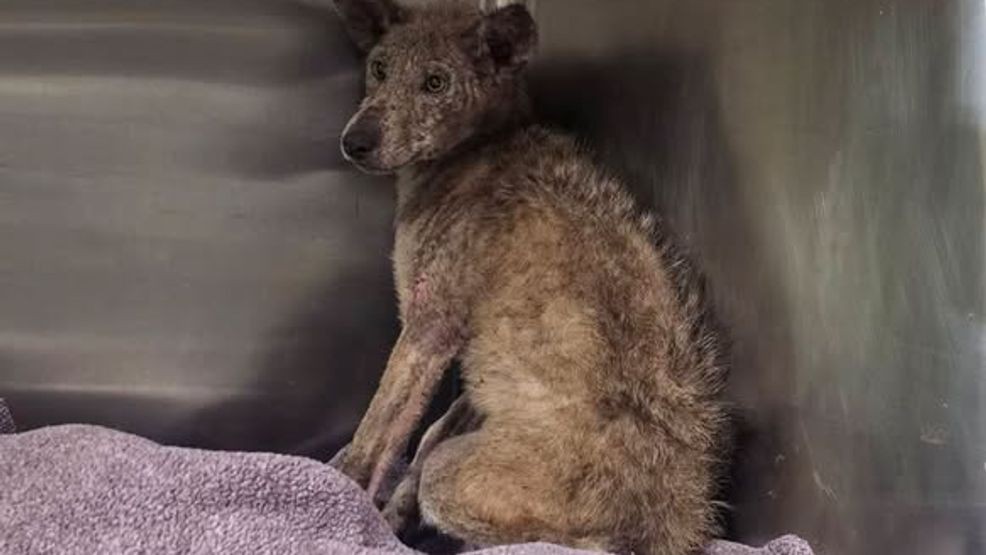 Photos | PA woman trying to trap sick cat captures 'unexpected' hungry ...