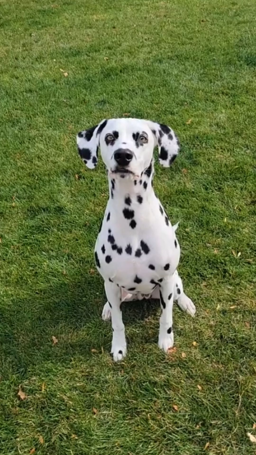 Dalmatian personality traits and behavior insights