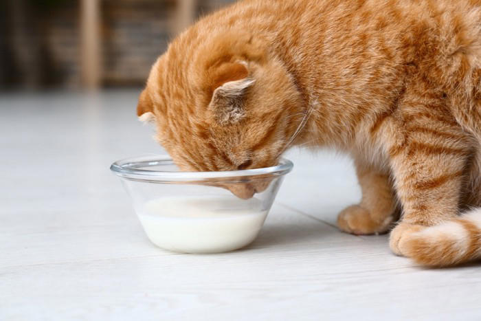猫の体内では『消化しにくい食べ物』5選 消化不良を起こす理由や表れやすい症状まで