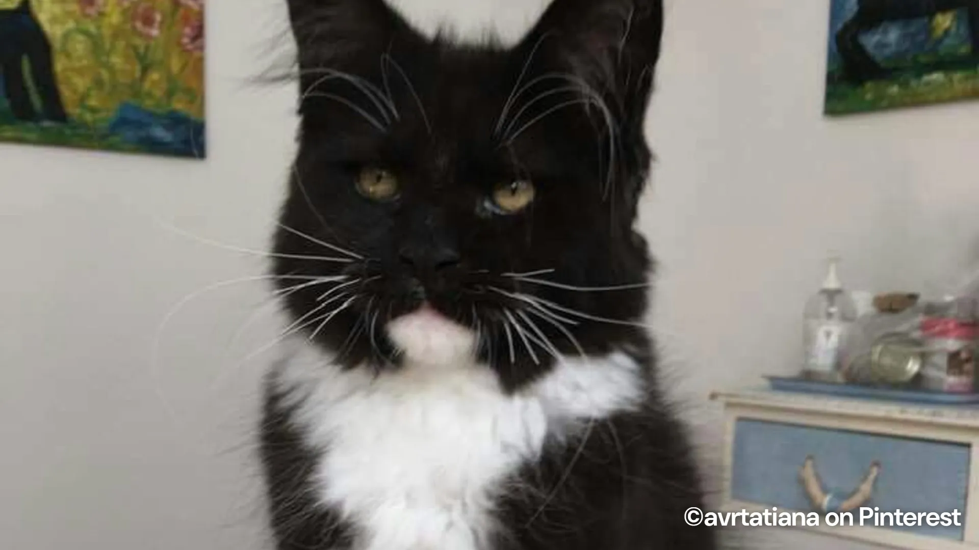 Meet the adorable Maine Coon kitten rocking a tiny Batman mask