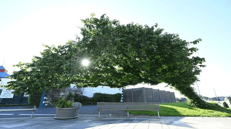 'Bendy' wych elm that survived 'against all odds' wins Tree of the Year ...