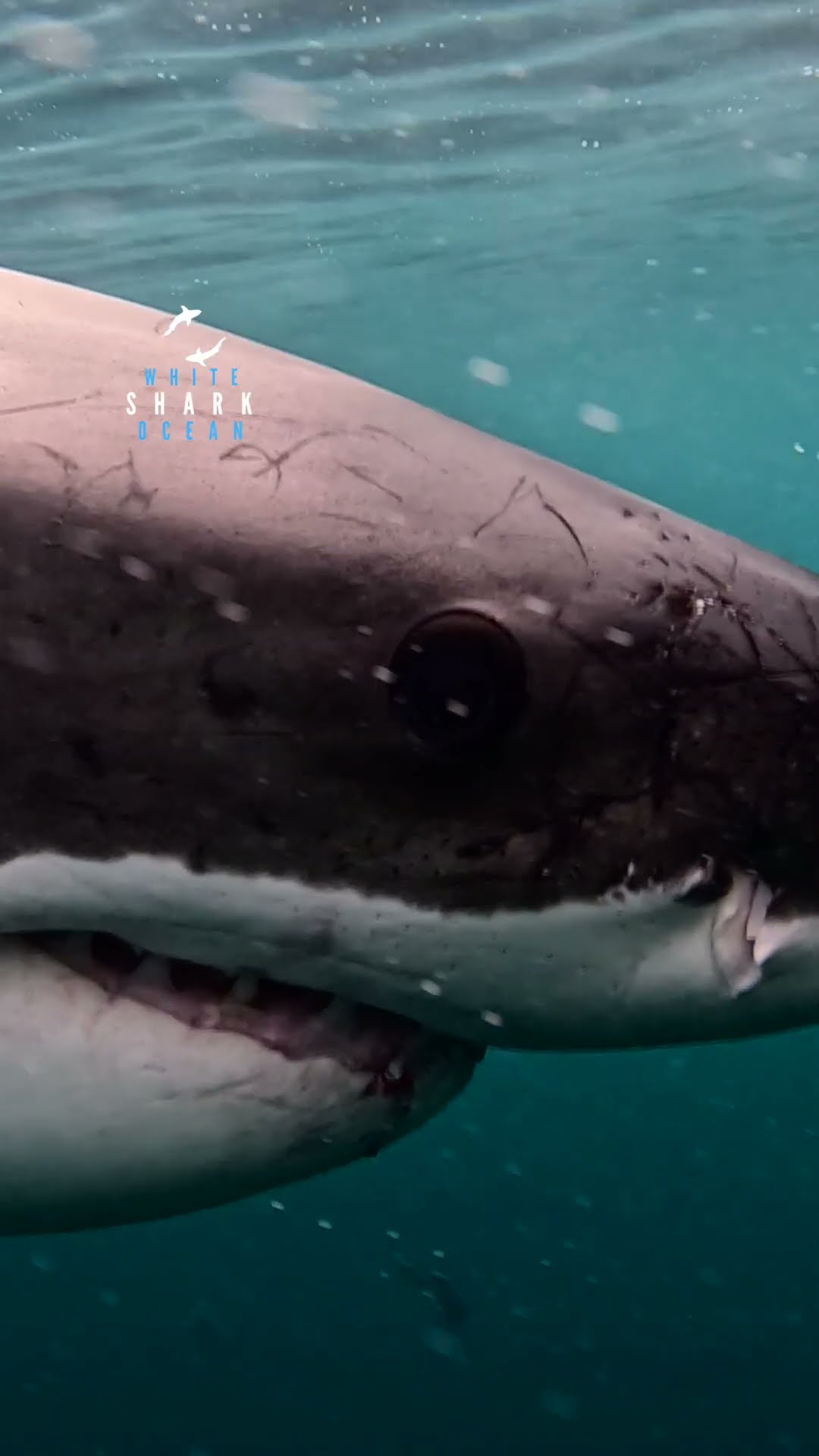 Scarred up great white shark coasting through clear blue water