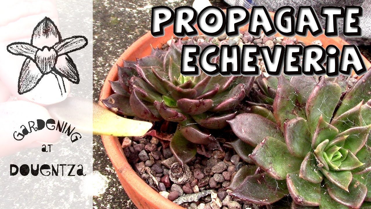 Easy succulent propagation for growing baby plants