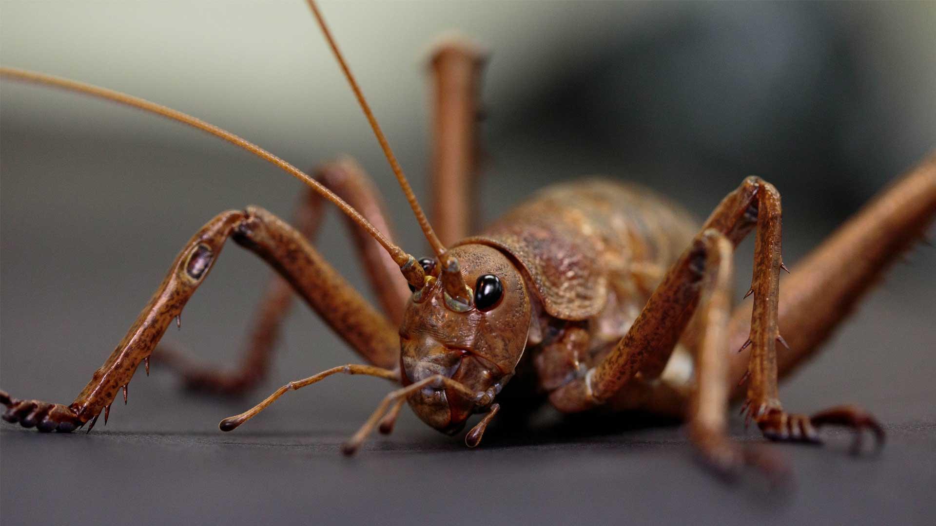 Giant weta beat extinction: 11,000 zoo-bred insects produce 5 wild ...