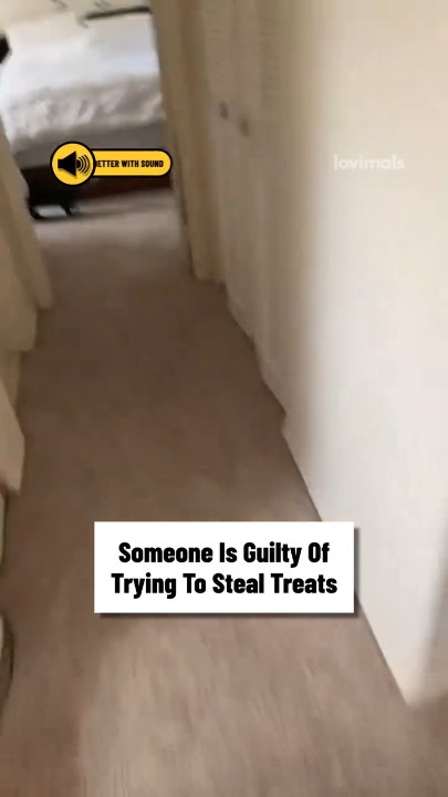 Cat gets treat container stuck on its head