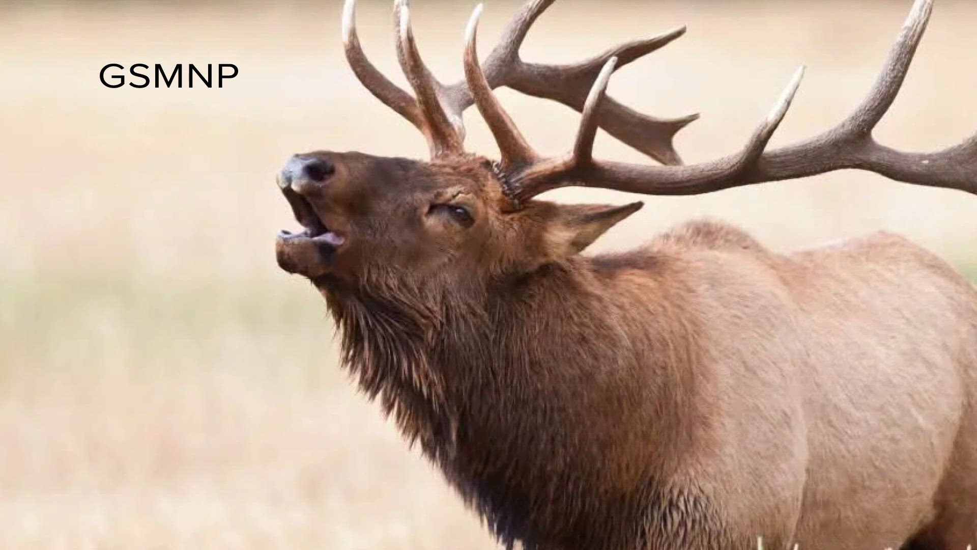 Great Smoky Mountains warns visitors after elk injure tourists during ...