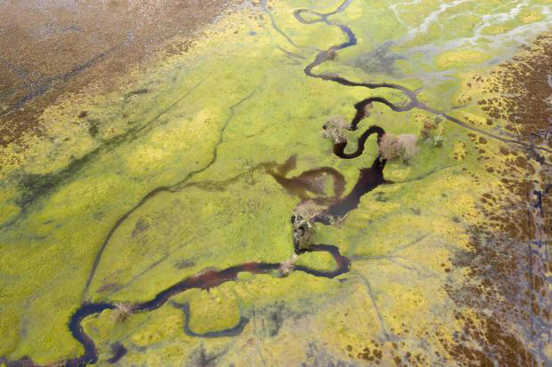 Restored New Forest wetlands help rare species thrive