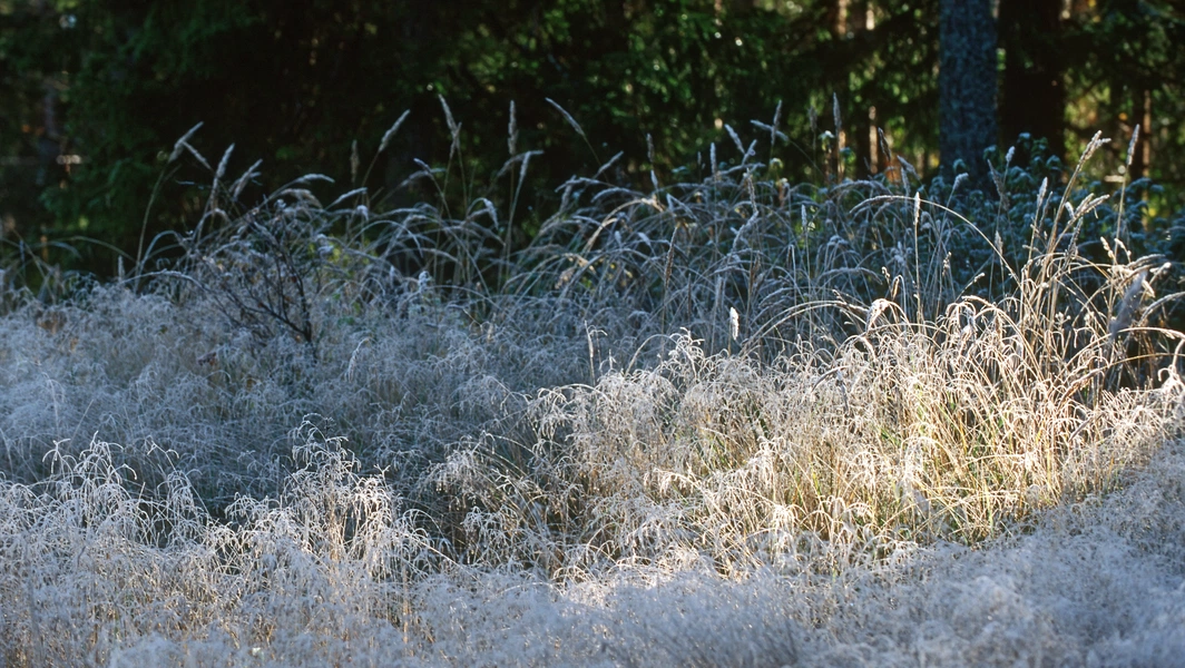 Experts outline key pre-frost steps for healthier spring lawns