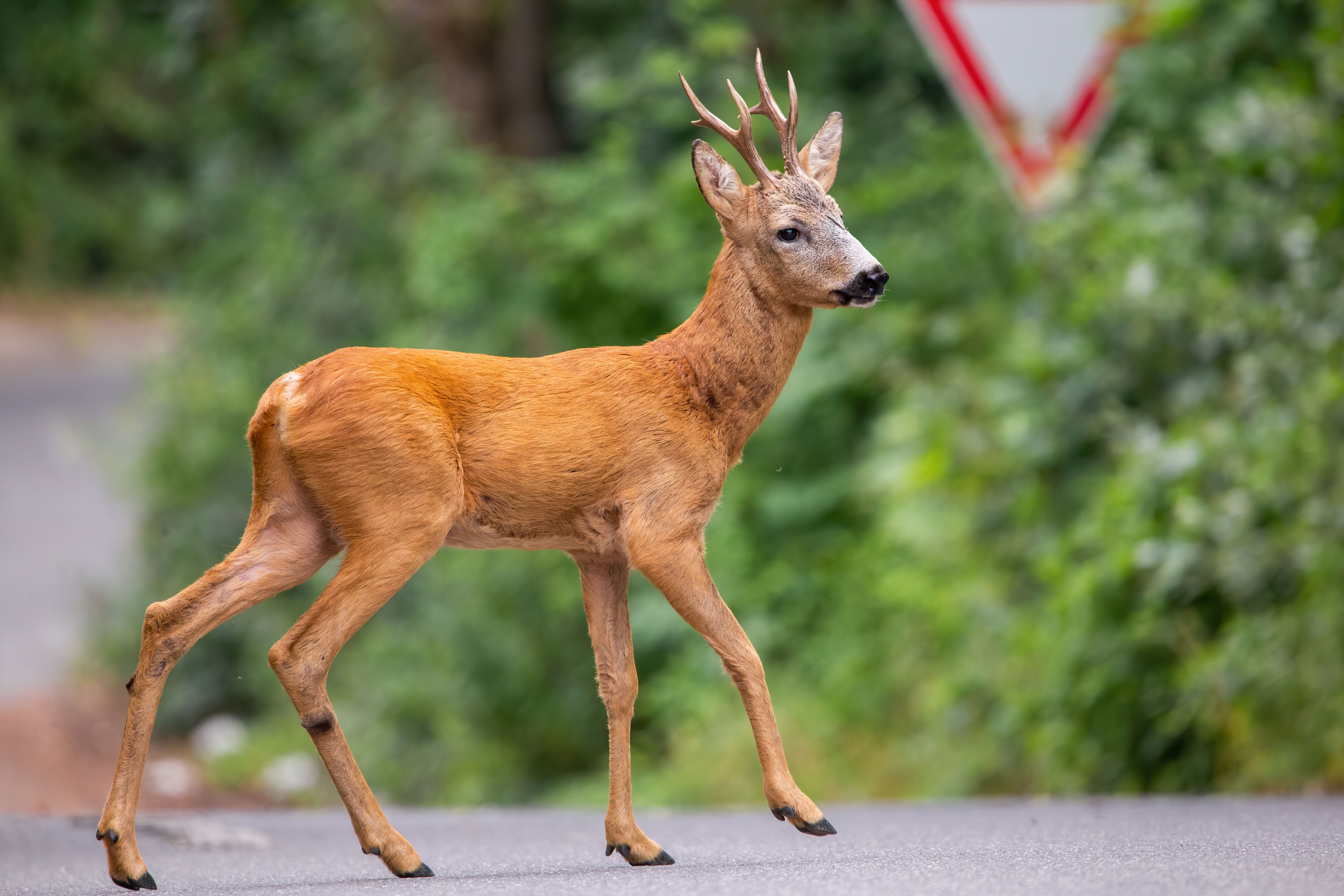 Je raakt een ree met de auto en het dier rent daarna weg: toch moet je ...