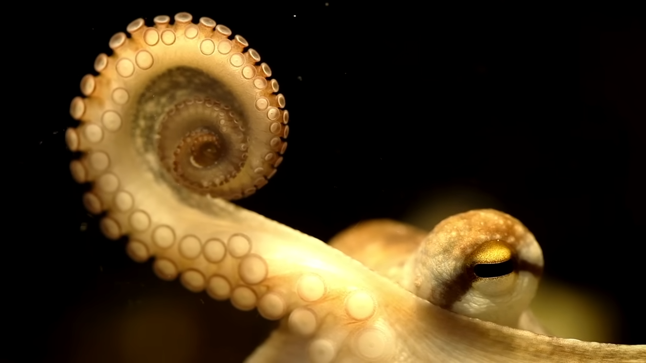 Today is World Octopus Day - This creature has 3 hearts, 8 arms and 500 ...