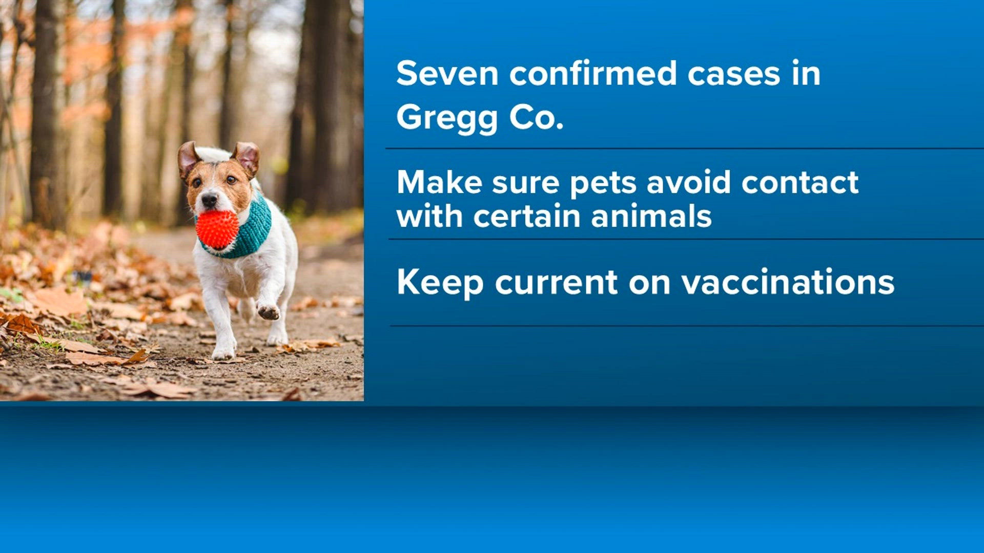 Longview Animal Services urges rabies vaccinations after Gregg County cases