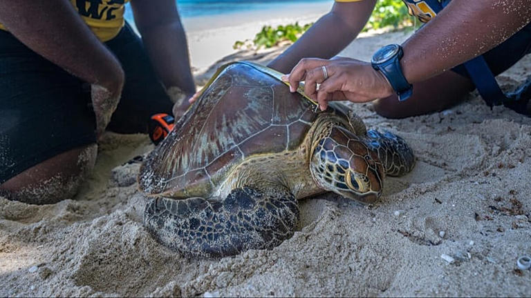 From tigers to turtles: The conservation success stories that prove ...