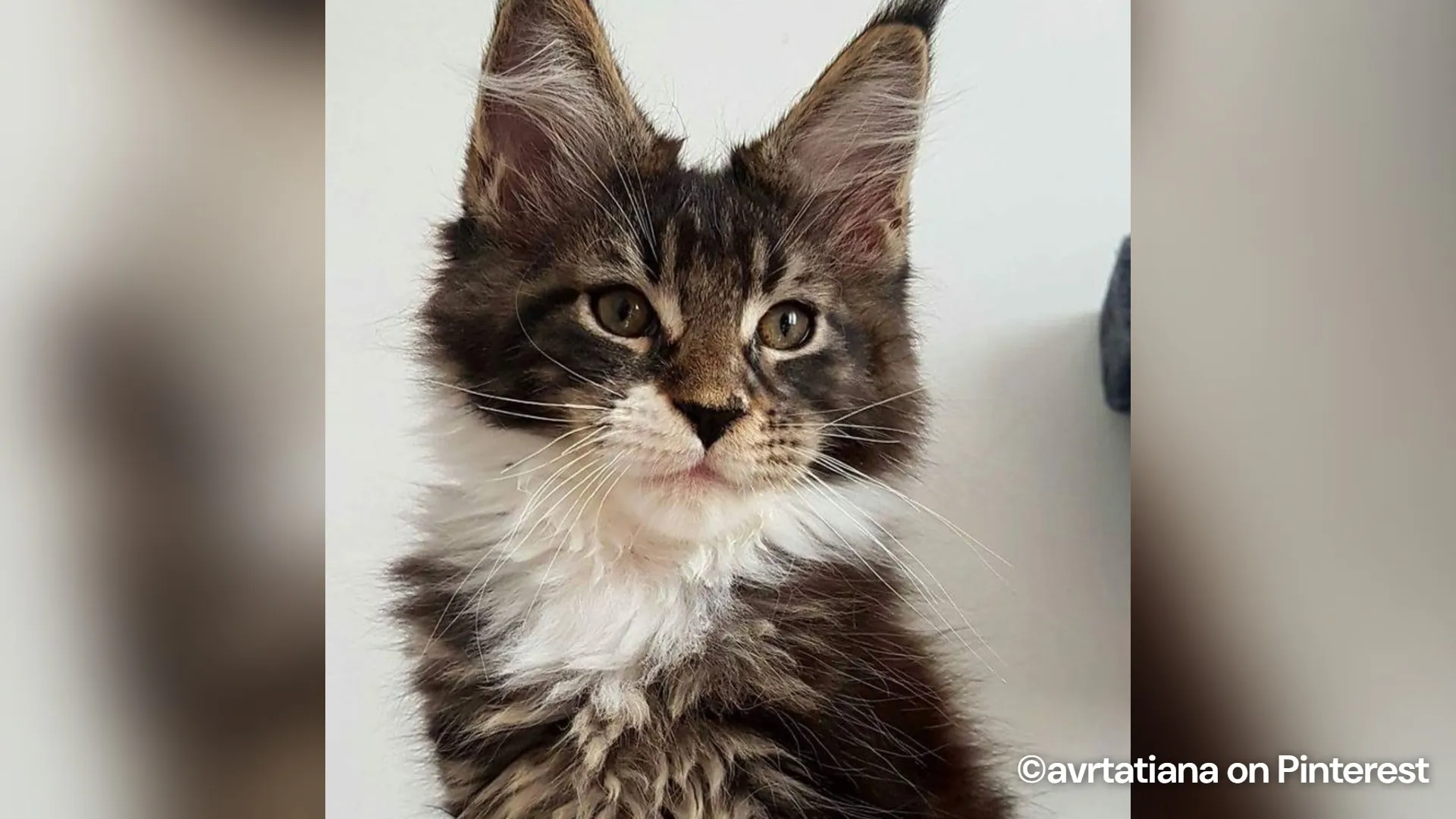 Meet the adorable Maine Coon kitten rocking a tiny Batman mask