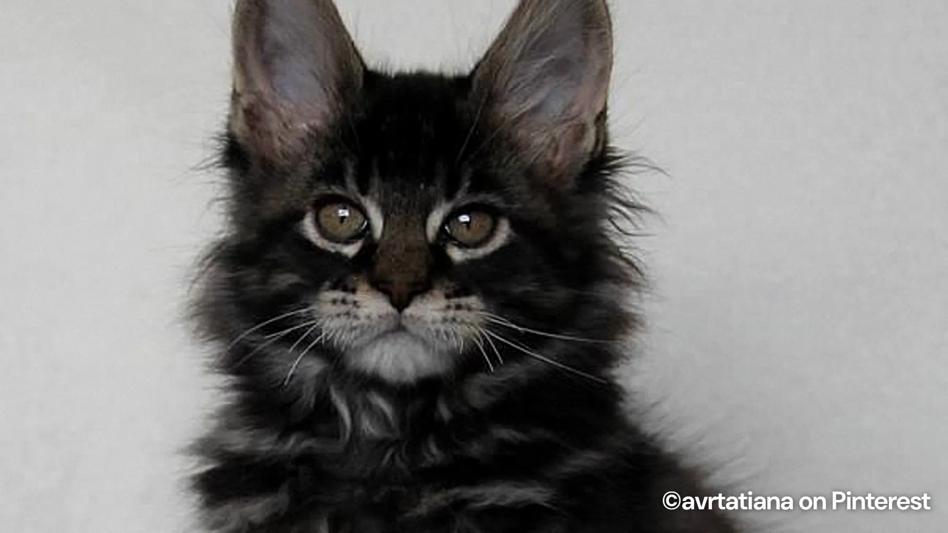 Meet the adorable Maine Coon kitten rocking a tiny Batman mask