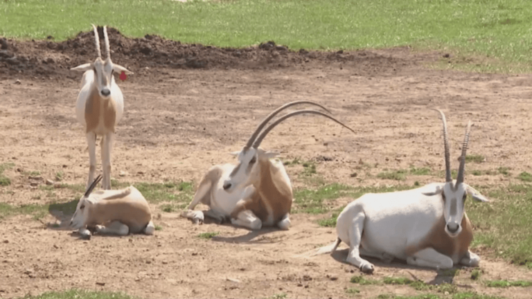 Scimitar-horned oryx species resurrected at The Wilds