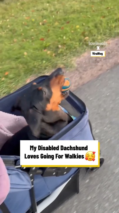 Disabled dachshund loves going for walkies