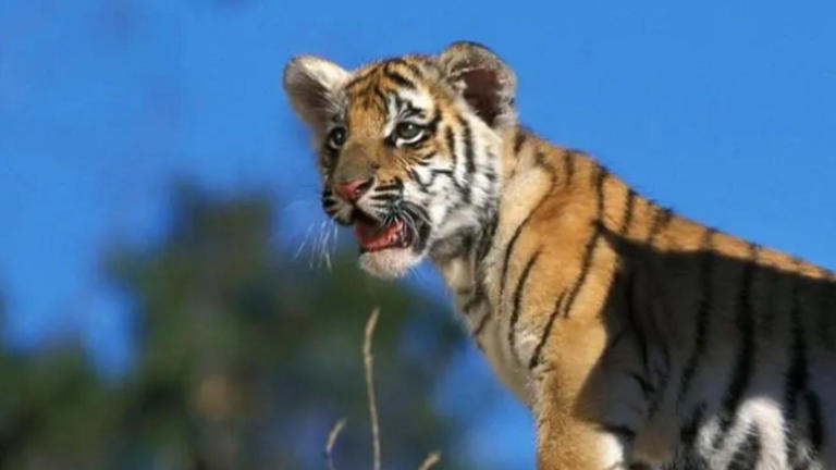 WWF Living Planet Report 2026: 73 per cent wildlife decline in 52 years