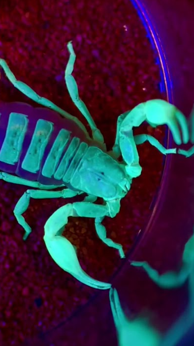 Scorpion under the microscope up close