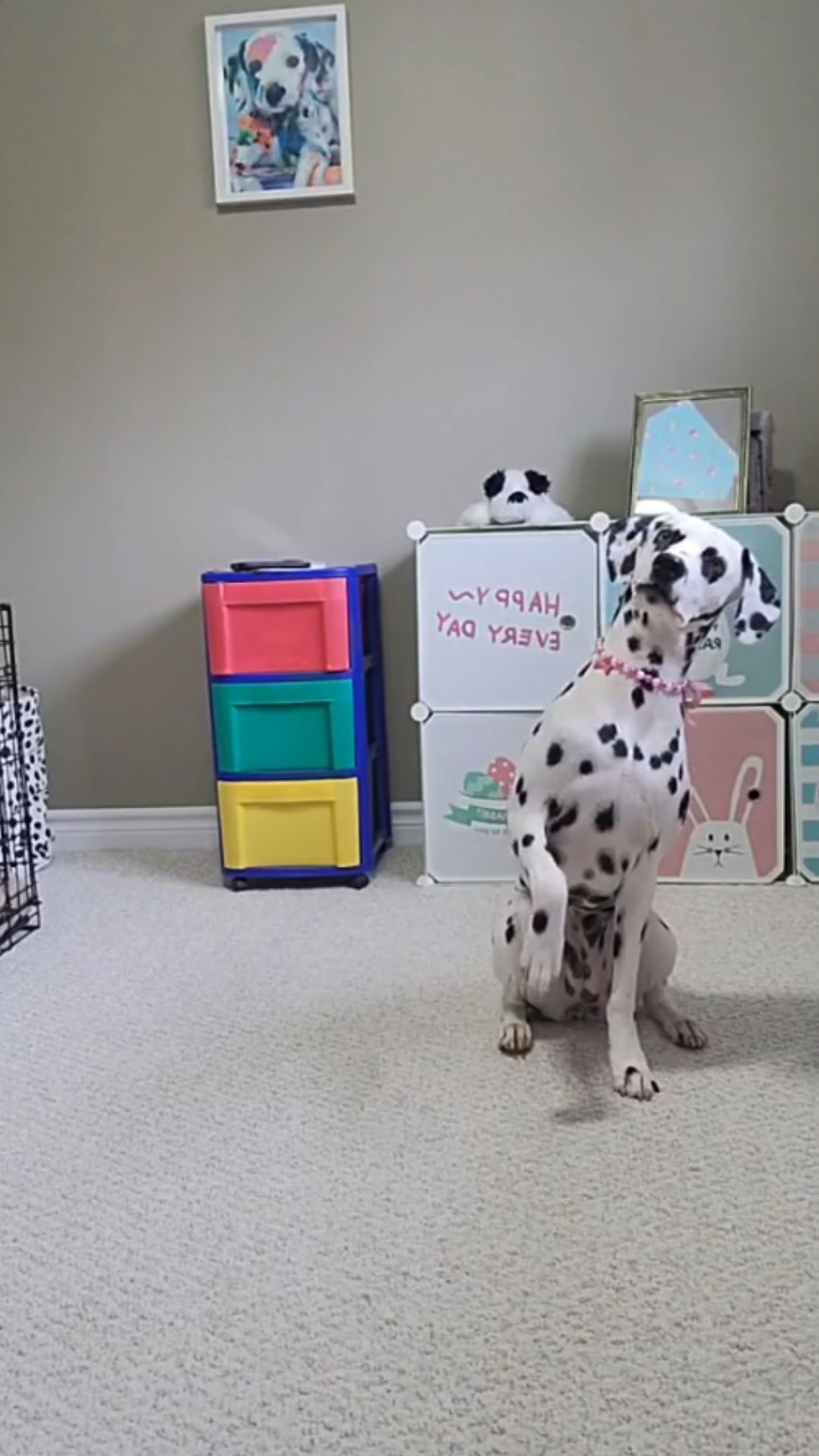 Dog dancing secrets training tips for adorable moves