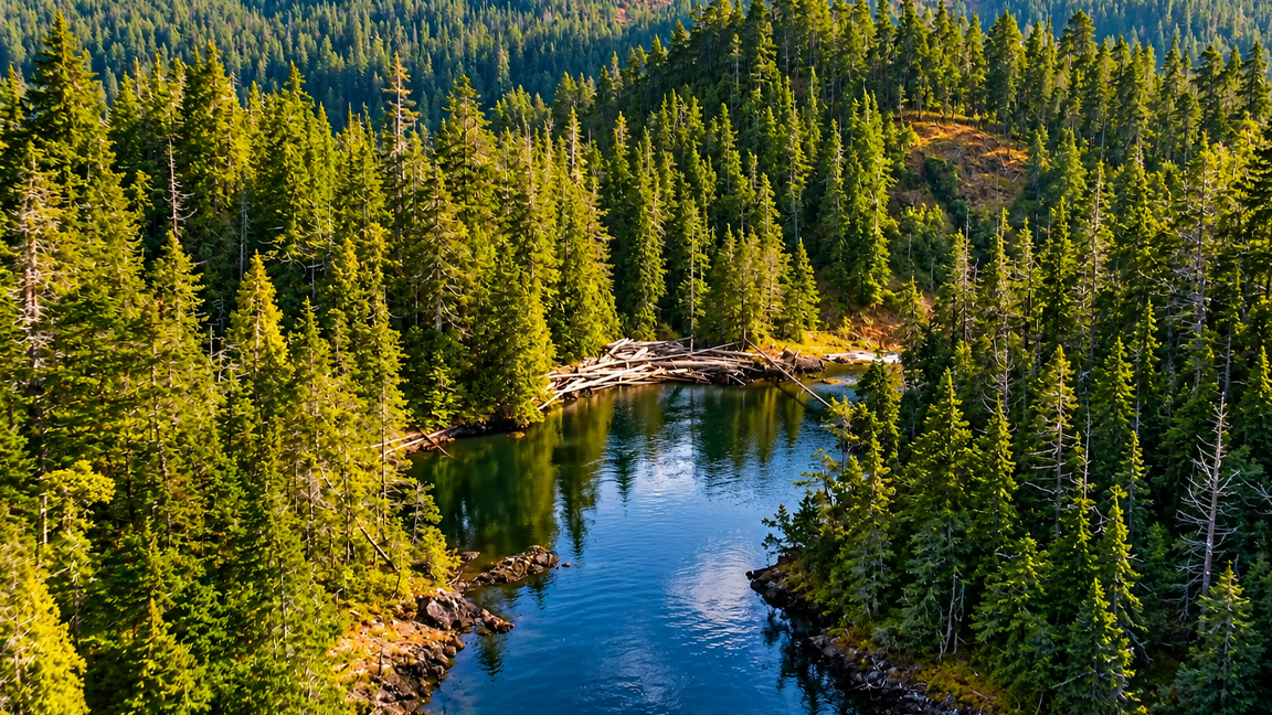 Deep in the forest lies this peaceful blue lake